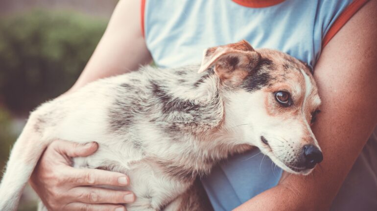 A Heartfelt Appeal to Nourish the Silent Voices: Feed a Homeless Street Dog Today